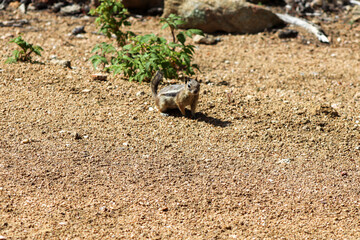 Chipmunk in the wild mountains Estes Park Colorado . High quality photo