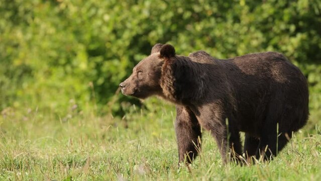Niedźwiedź brunatny (Ursus arctos)