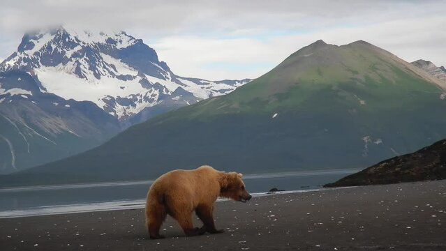 Brown bear on tidal flats, Katmai National Park