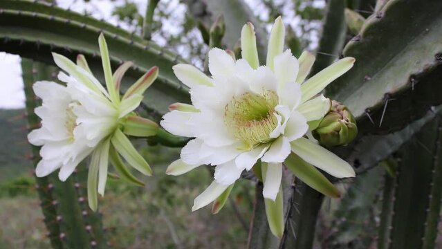 Cacti mandacaru,Cereus jamacaru, with flowers and natural landscape background