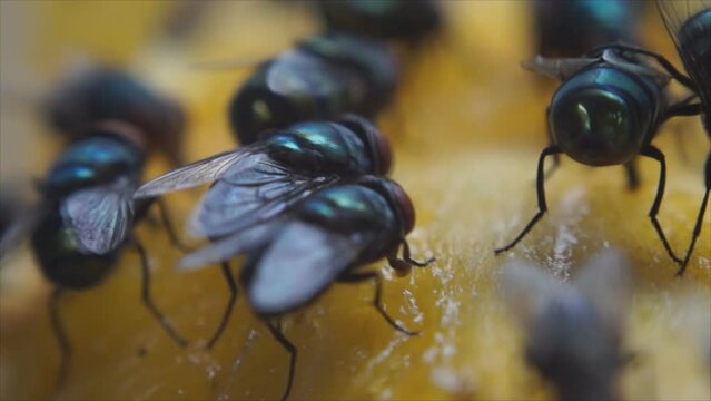 Houseflies crawl and suck mango juice