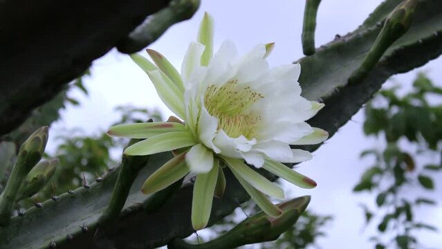 Cacti mandacaru,Cereus jamacaru, with flowers and natural landscape background