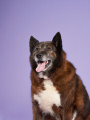Portrait of a beautiful fat dog on lilac background. Mix of breeds. Happy Pet in the studio