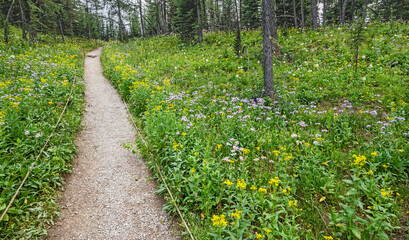 Hiking trail surrounded with wildflowers at Sunshine Meadows in Mount Assiniboine Provincial Park,...