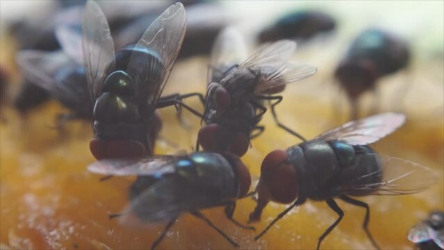 Houseflies crawl and suck mango juice