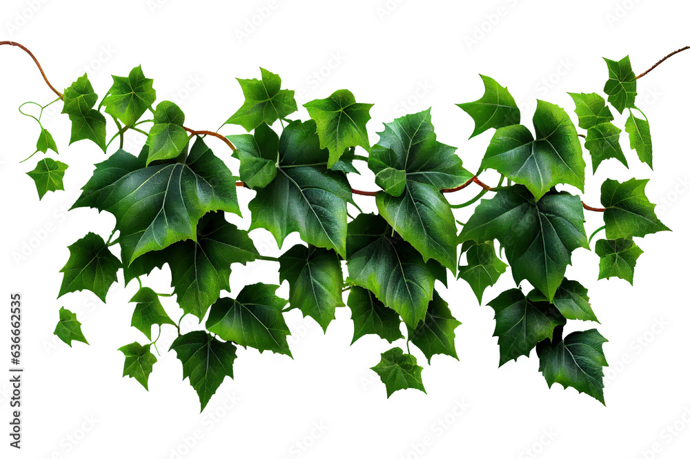 Wall mural green ivy leaves isolated on transparent background