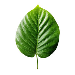 Obraz premium Green leaf isolated on transparent background