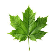 Fototapeta premium Green maple leaf isolated on transparent background