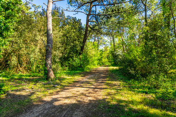 Forest path of the Ile de Ré island in Sainte-Marie-de-Ré, France on a sunny day of spring