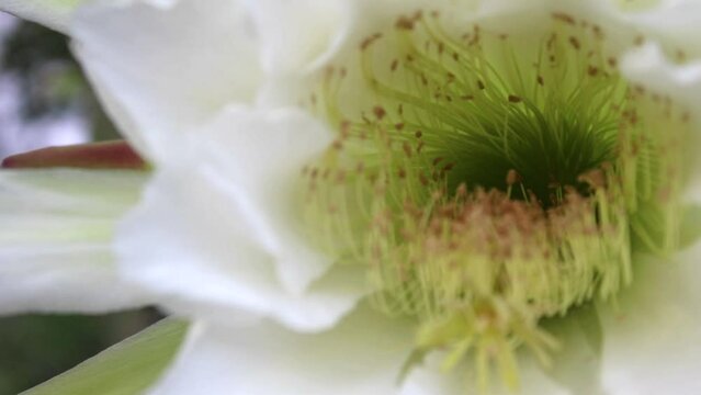 Cacti mandacaru,Cereus jamacaru, with flowers and natural landscape background