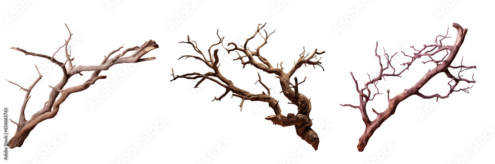 Wall mural Cracked bark of an isolated tree branch on transparent background