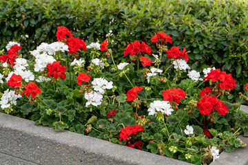 Red and white geraniums on the street. Flowering pelargonium in a flower bed. Summer flower bud....