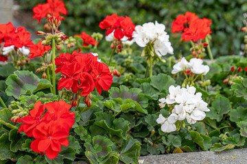 Red and white geraniums on the street. Flowering pelargonium in a flower bed. Summer flower bud. Plant bush. Garden background design. Petal blooming. Horticulture and gardening