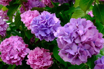 pink hydrangea flowers