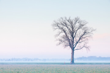 Grande albero solitario senza foglie sulla verde campagna coltivata in inverno al mattino con un...