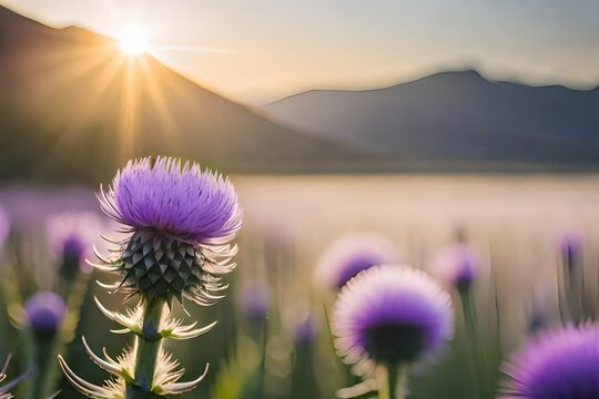 thistle in the mountains