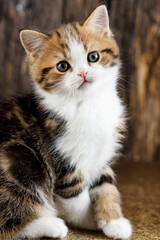 Naklejka na ściany i meble Portrait of a colorful little beautiful kitten