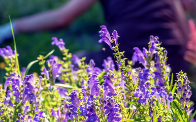 Baikal skullcap or Scutellaria baicalensis. Traditional medicine, Chinese medicine. Soft focus , selective focus