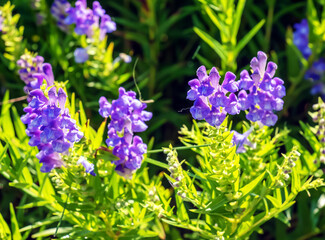 Obraz premium Baikal skullcap or Scutellaria baicalensis. Traditional medicine, Chinese medicine. Soft focus , selective focus