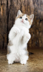 stand on the hind legs of a fluffy kitten on the table