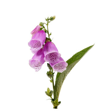 Fingerhut Digitalis purpura