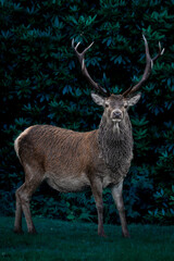 Red deer stag in the woods