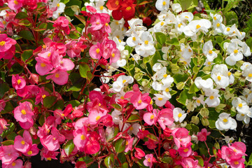 Multi-colored begonias on a street flower bed. Red, pink and white begonia. Flower arrangement in the garden. Garden landscape design. Grow flowers outside. Flowering in summer. Simple plants tuberous