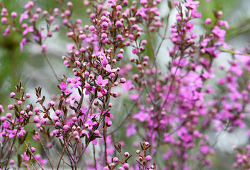 Australian nature background of pink flowers of the native Sydney Boronia ledifolia, family Rutaceae, growing in sclerophyll forest. Winter to spring flowering. Wildflower meadow