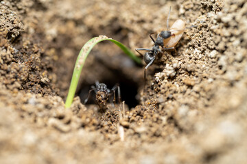 Nature's Architects: Captivating Photo of Ant Carrying Soil and Eggs