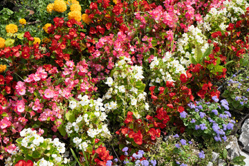 Fototapeta na wymiar Multi-colored begonias on a street flower bed. Red, pink and white begonia. Flower arrangement in the garden. Garden landscape design. Grow flowers outside. Flowering in summer. Simple plants tuberous