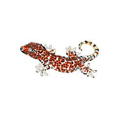 color sketch of gecko with transparent background