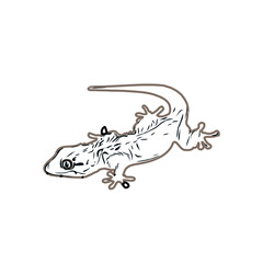 Fototapeta premium color sketch of gecko with transparent background