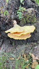 mushroom in the forest