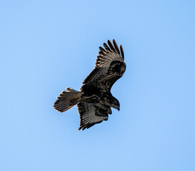 black kite in flight against a blue sky in natural conditions