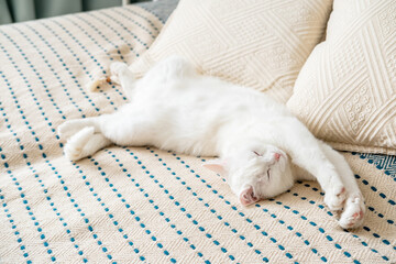 Fototapeta na wymiar Cute short hair white cat lying on the bed at bedroom. Modern bedroom interior with cat lying on bed. Cozy home background.
