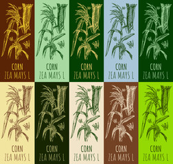 Set of  drawing CORN in various colors. Hand drawn illustration. The Latin name is ZEA MAYS L.