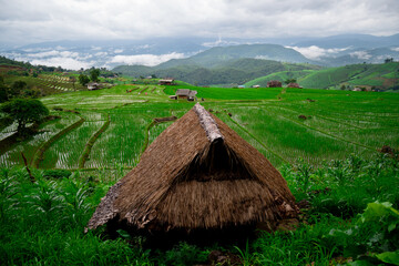 Fototapeta na wymiar Beautiful landscape, morning, rainy season, green rice fields At Pa Pong Pieng Homestay Village, Chiang Mai, Northern Thailand