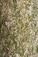 Bark of tree. Sumac tree. The bark is gray-brown in color. 