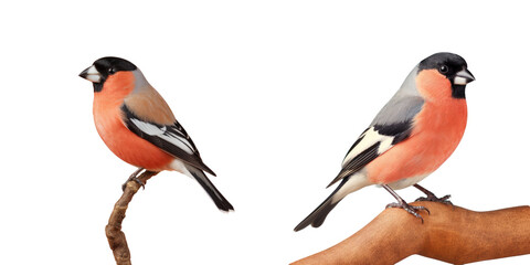 Obraz premium Male Eurasian Bullfinch isolated on transparent background