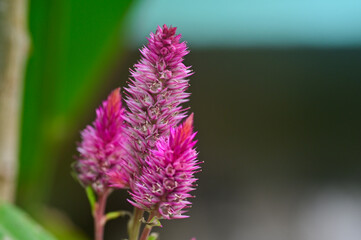 Close up of Wool-flowers or Cockscomb in the garden, India.