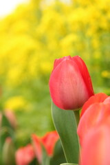 赤いチューリップ