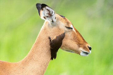 Piqueboeuf à bec rouge, Red billed Oxpecker, Buphagus erythrorhynchus, Impala,  Aepyceros melampus