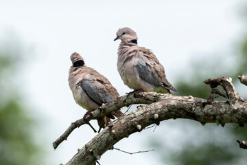 Tourterelle du Cap,.Streptopelia capicola, Ring necked Dove