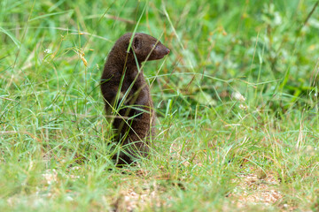 Mangouste naine du Sud,  Helogale hirtula, Parc national Kruger, Afrique du Sud