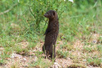 Mangouste des marais, Atilax paludinosus, Parc national Kruger, Afrique du Sud