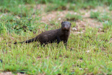Mangouste des marais, Atilax paludinosus, Parc national Kruger, Afrique du Sud