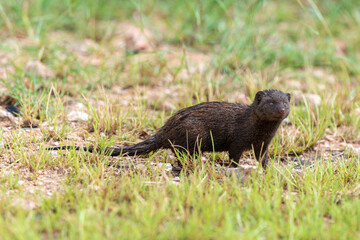 Mangouste des marais, Atilax paludinosus, Parc national Kruger, Afrique du Sud