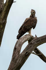 Aigle martial, Polemaetus bellicosus, Martial Eagle