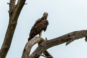 Aigle martial, Polemaetus bellicosus, Martial Eagle