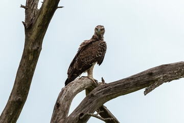 Aigle martial, Polemaetus bellicosus, Martial Eagle